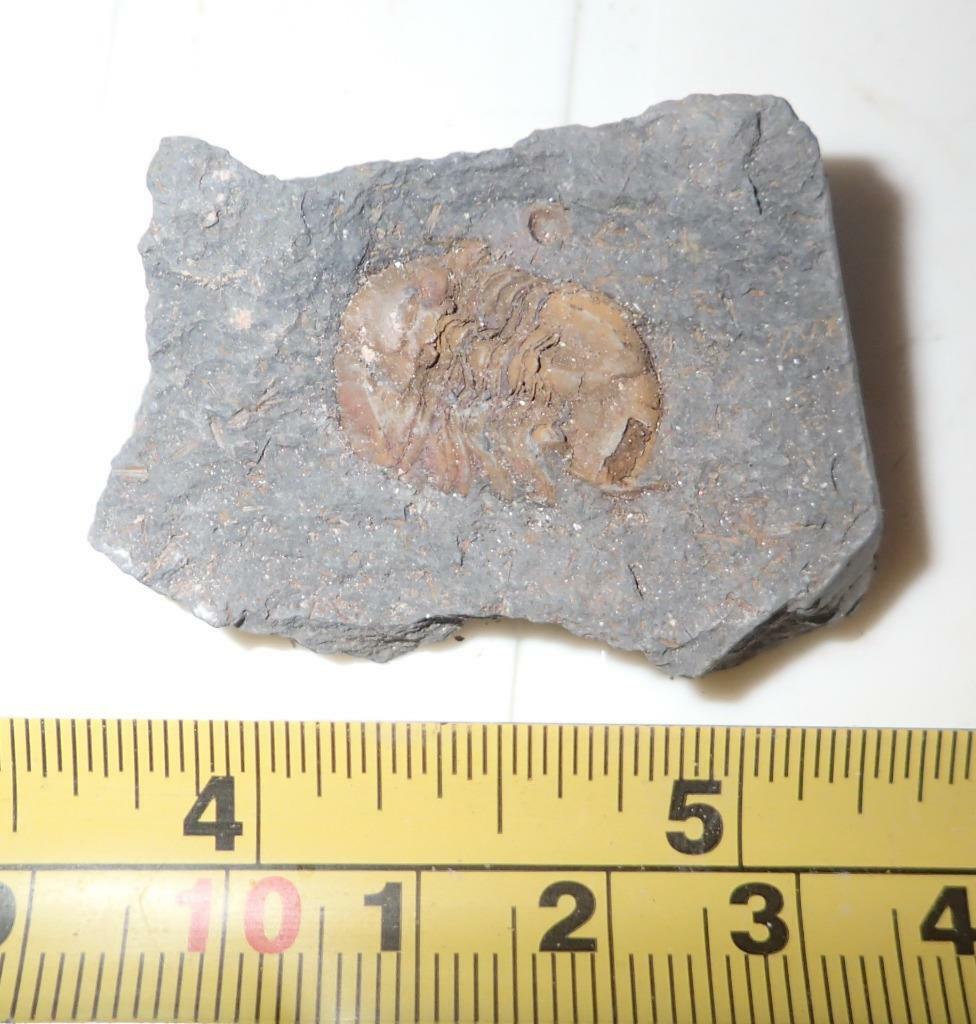 Fossil Brownish Trilobite Ductina Vietnamica 18x14 Mm 15.3 Gram
