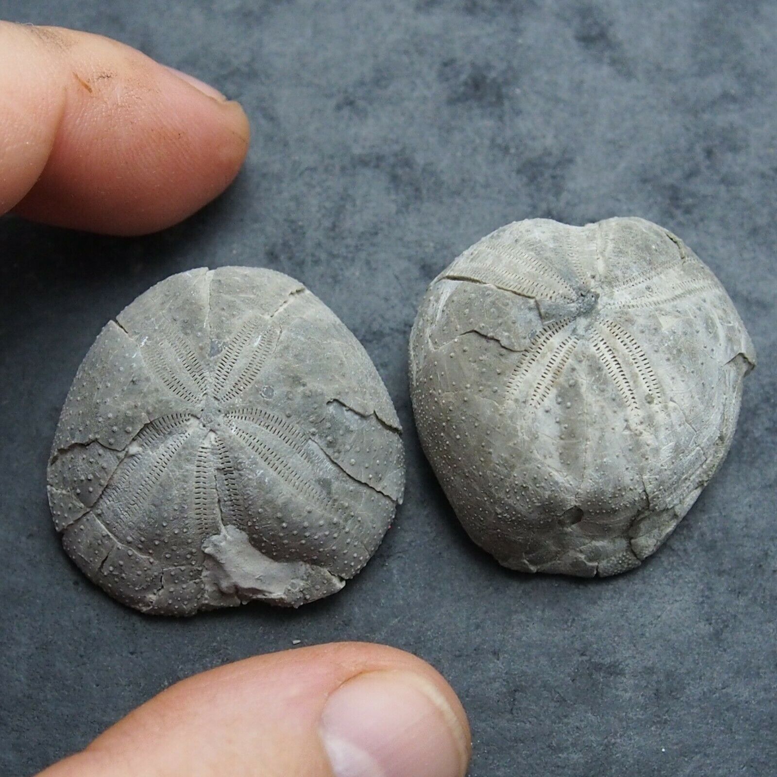 2x Echinoid 36mm Toxaster Gibbusfossil Sea Urchin France Lot
