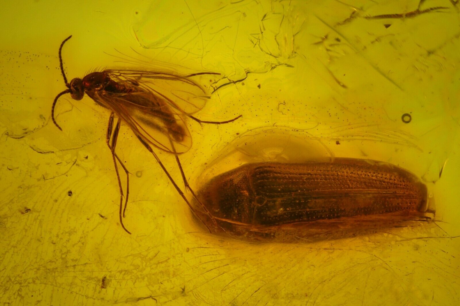 Two Fossil Flies (diptera) And A Beetle (coleoptera), Baltic Amber, Russia