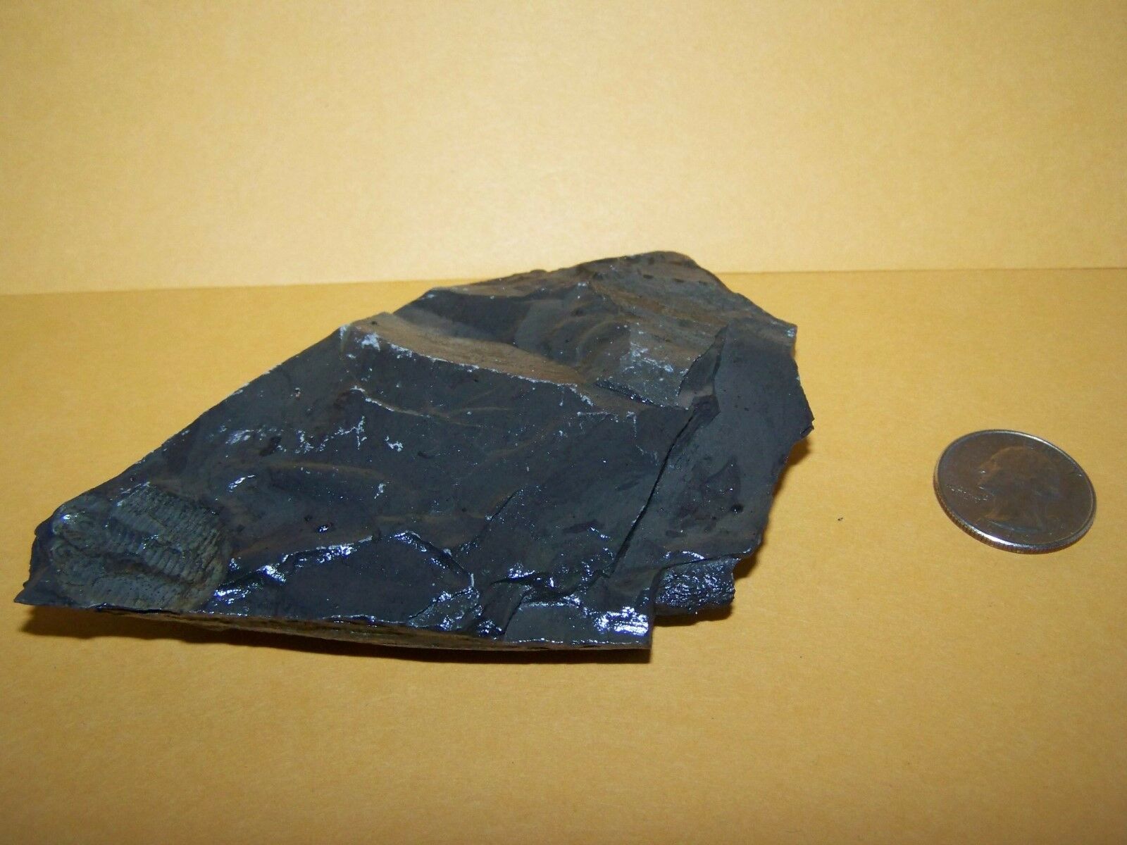 Trilobite Fossil Found In Utah 2x Trilobites In Rock #2