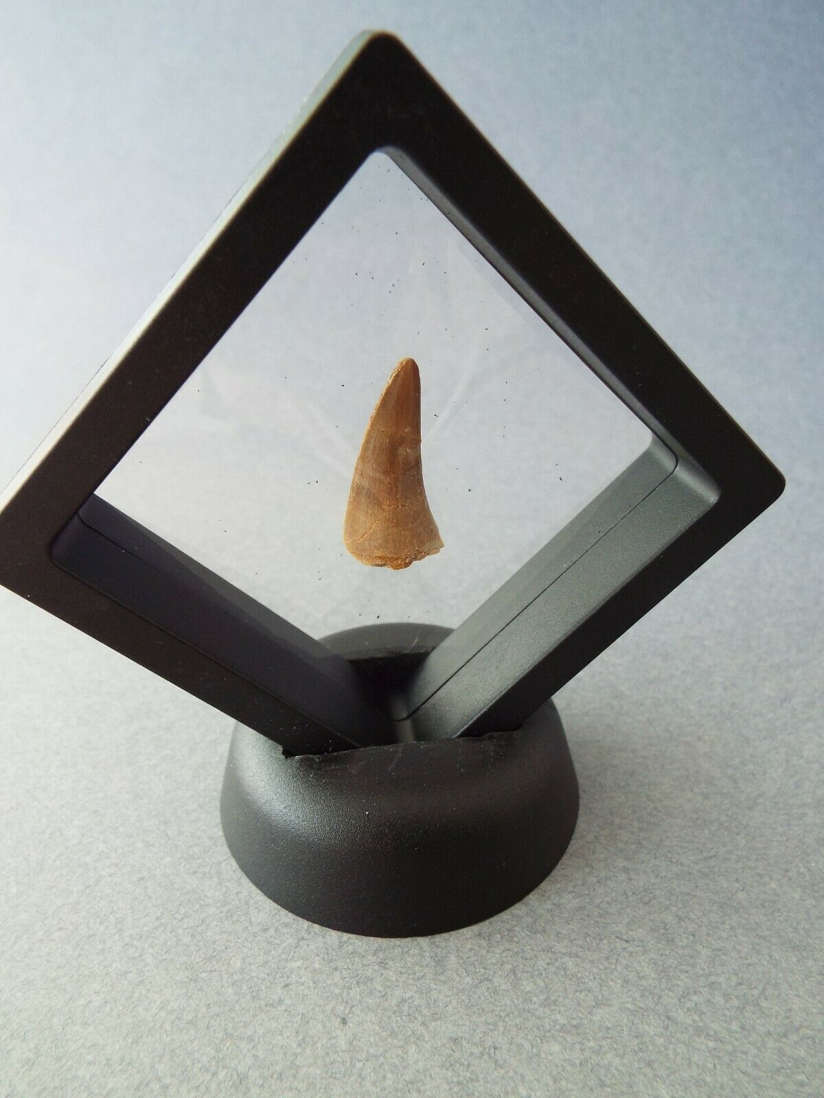 Mosasaur Tooth Fossil In Floating Display Stand. Great Gift!