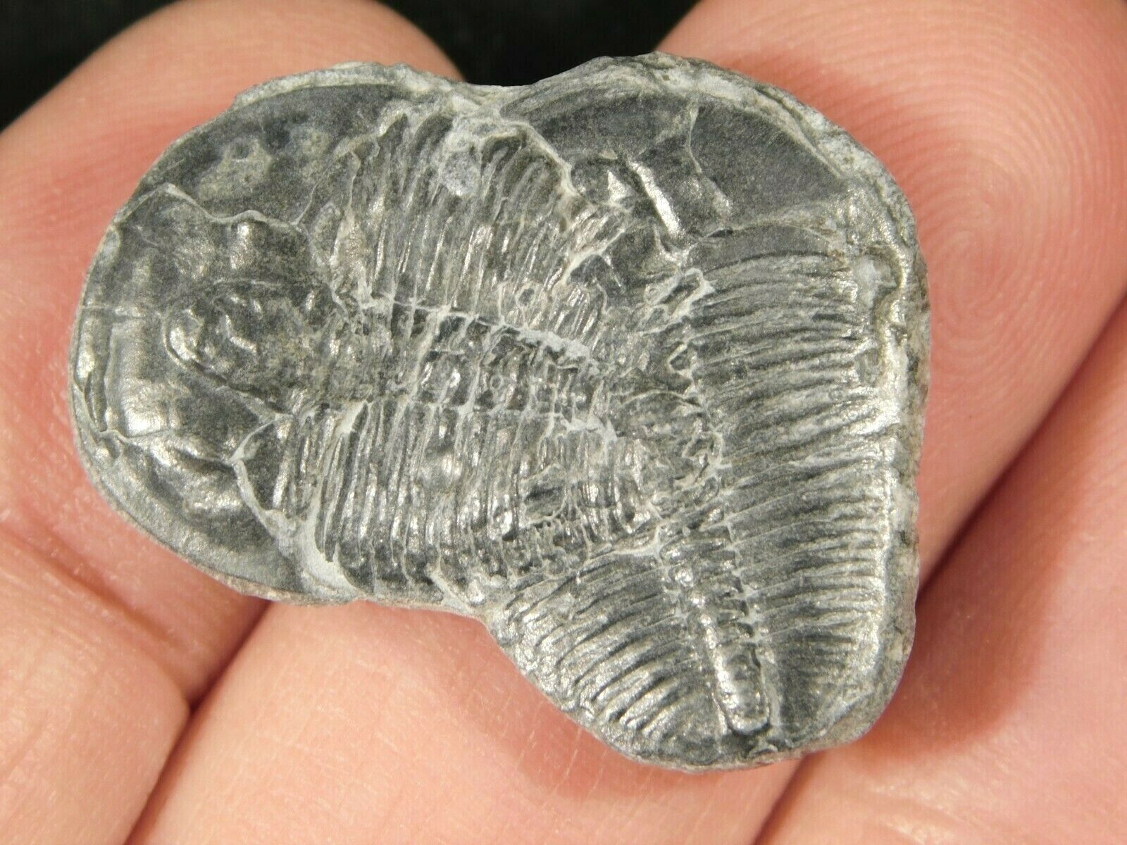 Two! Entwined Elrathia Trilobite Fossils From Utah 3.47