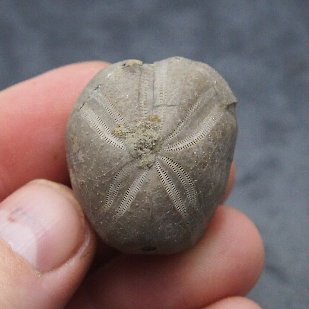 Echinoid 35x22mm Toxaster Peroni Fossil Natural Sea Urchin