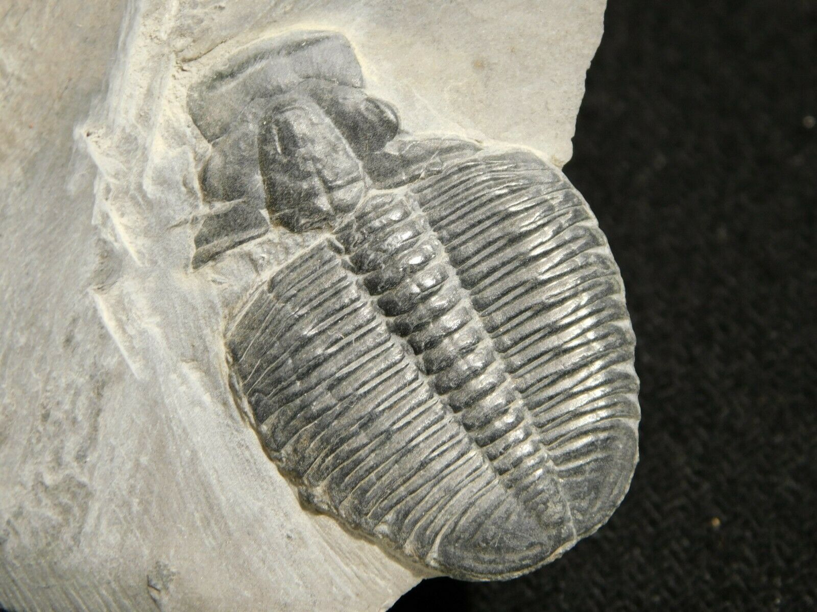Trilobite Fossil Utah 142gr *d