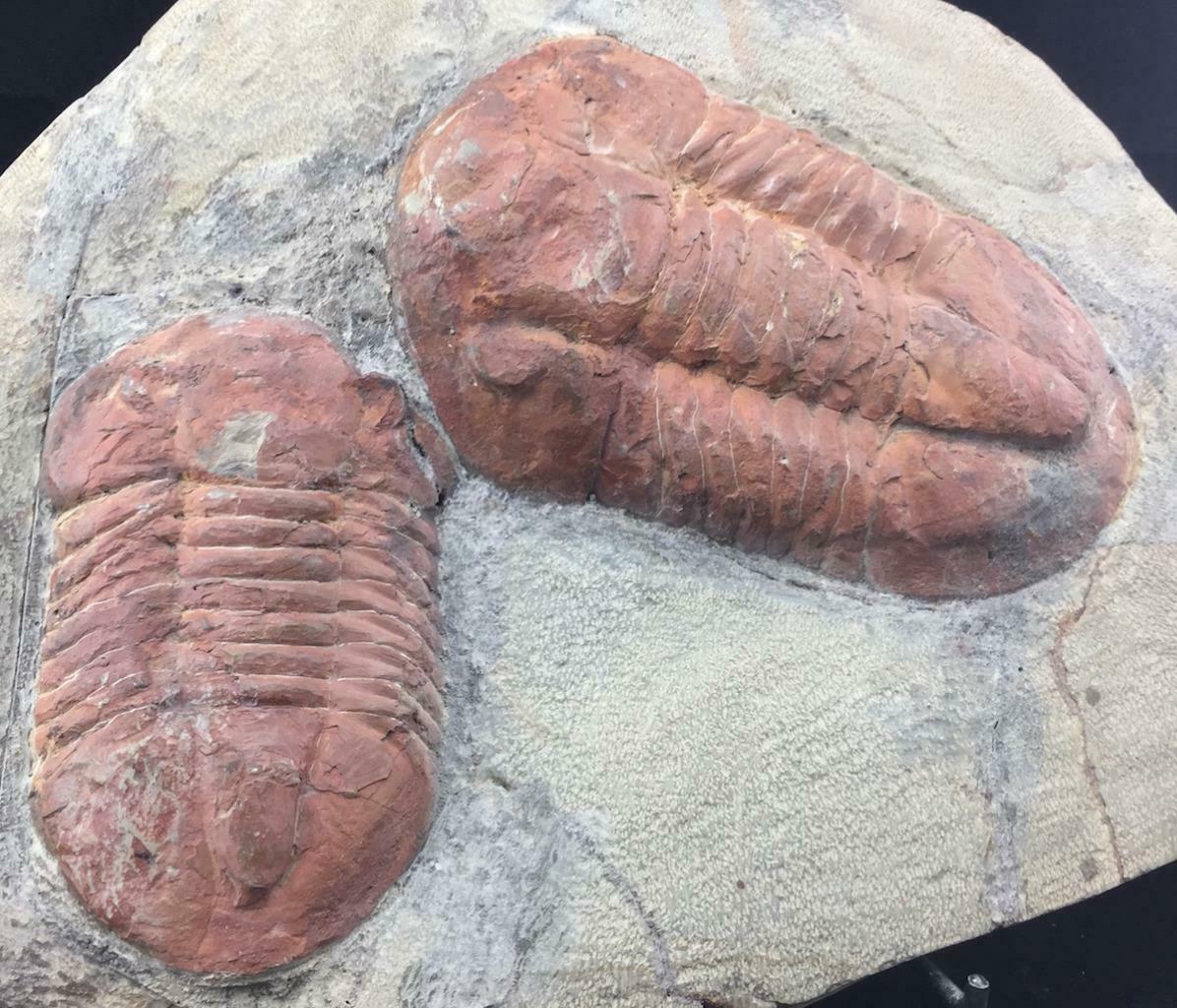 Double Rusty Asaphus Trilobite Fossil From Morocco