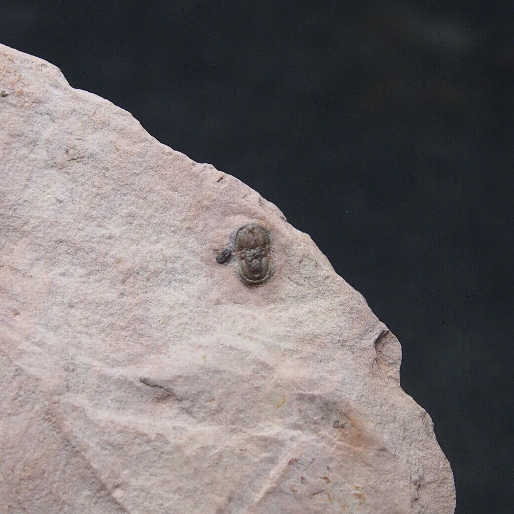 Trilobite Agnostus Sp. Cambrian Utah Fosilies Fossils Trilobiten